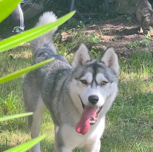 chienne lost   37350 La Celle-Guenand Umpa