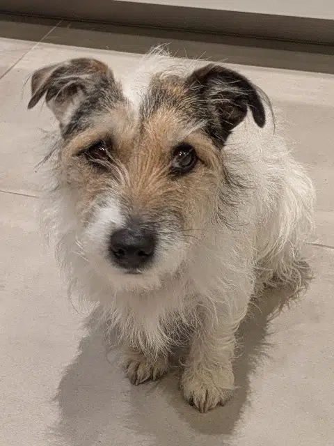 chienne lost   37210 Rochecorbon Vanille