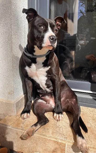 chienne lost   37700 La Ville-aux-Dames Xena