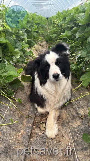 chienne lost   38370 Saint-Prim Alma