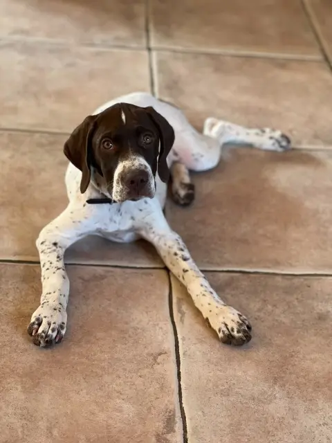 chienne lost   38510 Arandon-Passins Aska