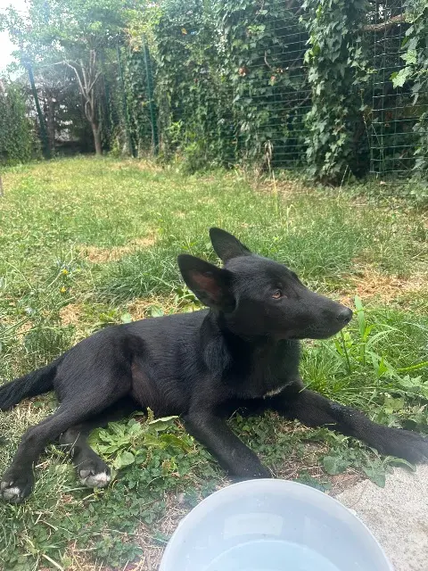 chienne lost   38400 Saint-Martin-d'Hères Asaëlle