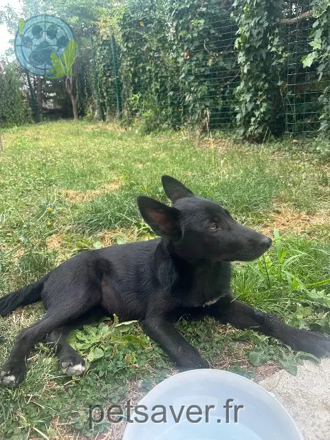 dog lost 38400 Saint-Martin-d'Hères Asaëlle dog lost 38400 Saint-Martin-d'Hères Asaëlle