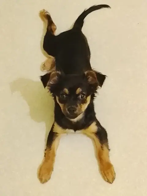 chienne lost   38270 Beaurepaire Calli