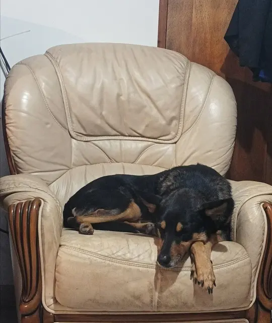 chienne lost   38450 Miribel-Lanchâtre Créole