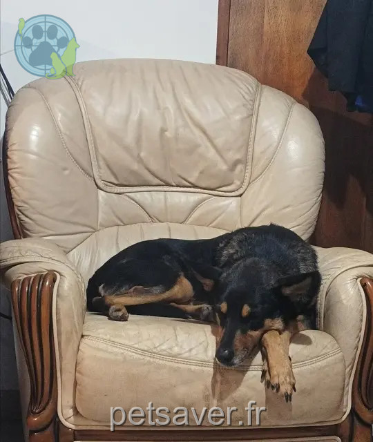 teef vermist 38450 Miribel-Lanchâtre Créole teef lost 38450 Miribel-Lanchâtre Créole