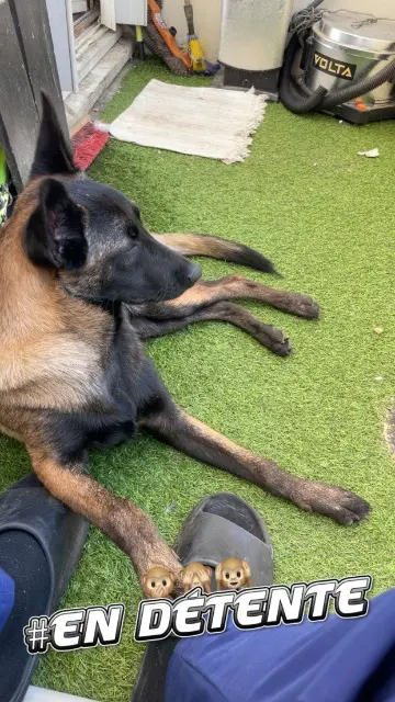 chienne lost    Grenoble Layka