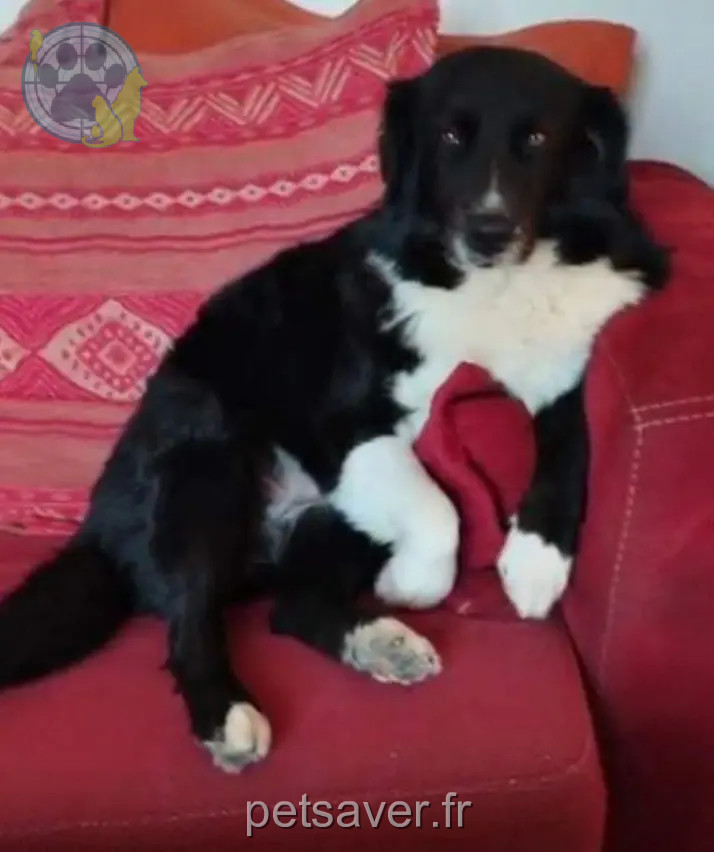 perra perdida Rue du Lac 38070 Saint-Quentin-Fallavier perra lost Rue du Lac 38070 Saint-Quentin-Fallavier
