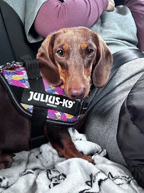 chienne lost   38350 La Valette Louise