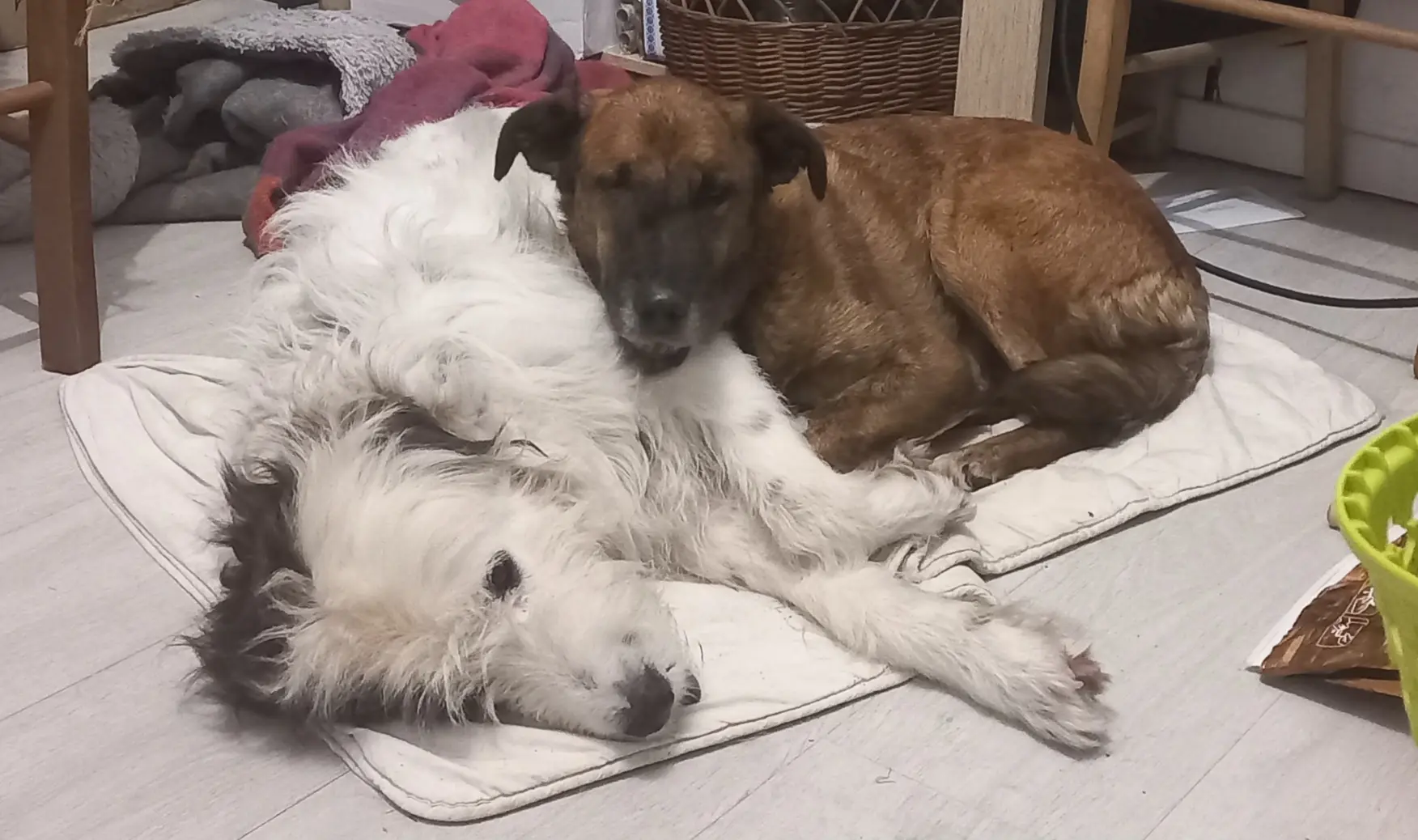 Chienne Perdue 38 Isère - Markus-et-gréou Chienne Perdue 38 Isère - Markus-et-gréou