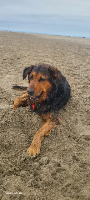 chienne lost   38260 Sardieu Miscuit