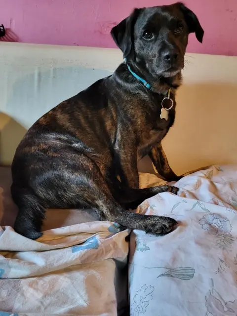 chienne lost   38230 Pont-de-Chéruy Oxyna