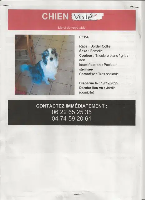 chienne lost   38122 Cour-et-Buis Pepa