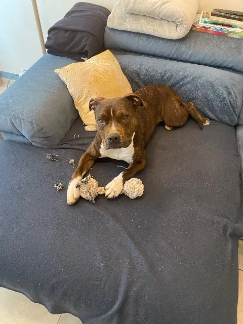 dog lost   38360 Sassenage Ria