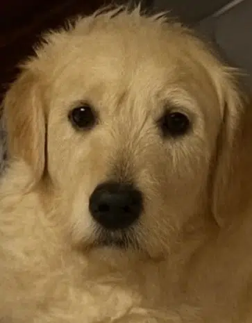 chienne lost   38370 Saint-Clair-du-Rhône Saori