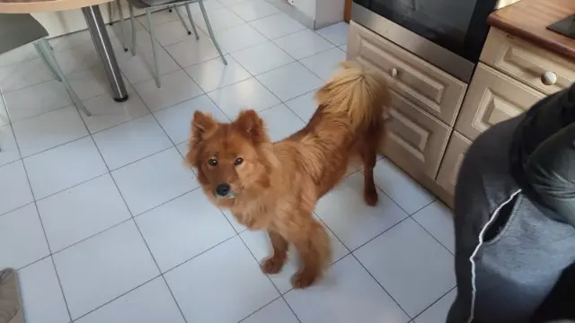 chienne lost   38140 Rives Tapadam