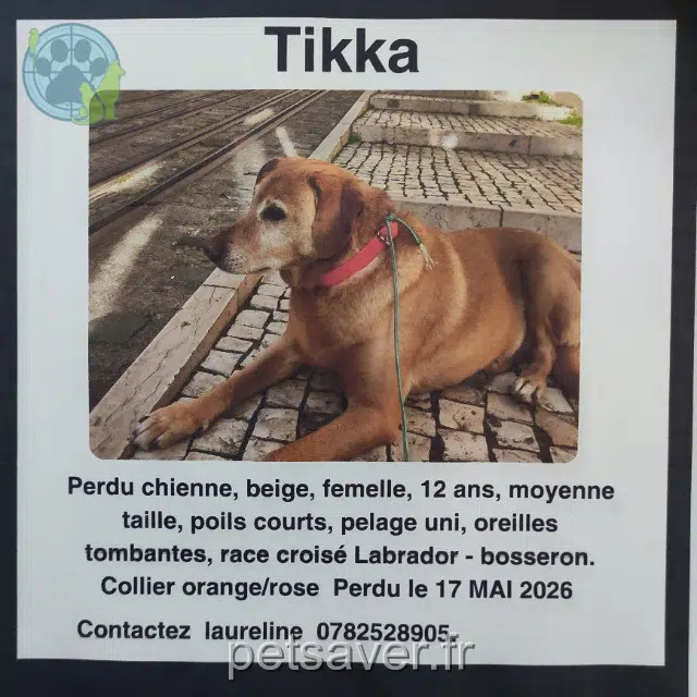 cadela perdida 38350 Ponsonnas Tikka cadela lost 38350 Ponsonnas Tikka