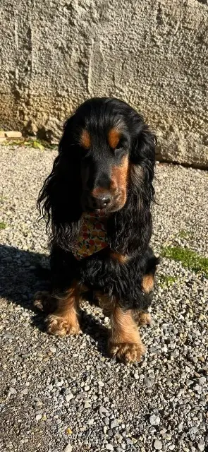 chienne lost   38070 Saint-Quentin-Fallavier Twiny