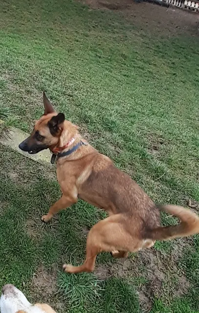 chienne lost   38300 Bourgoin-Jallieu Twix