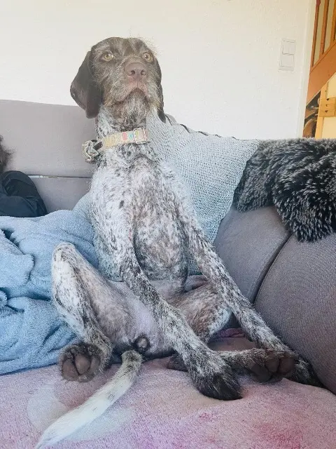 chienne lost   39130 Clairvaux-les-Lacs Chantal