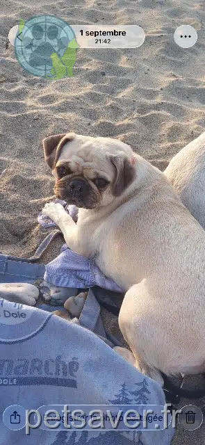 chienne lost 39100 Dole Josette