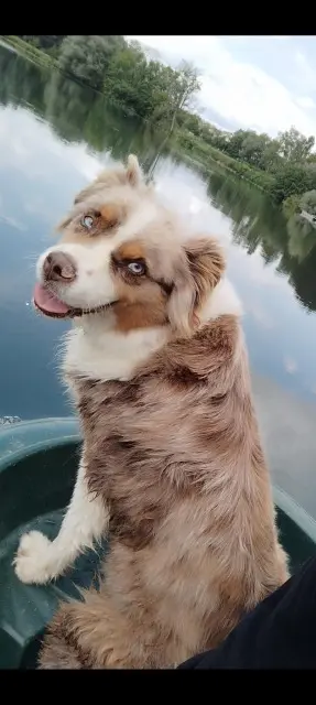 chienne lost   39100 Champvans Oly
