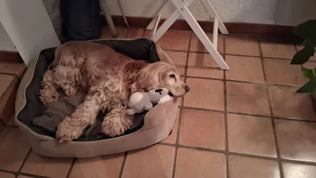 chienne lost   39110 La Chapelle-sur-Furieuse SAÉ