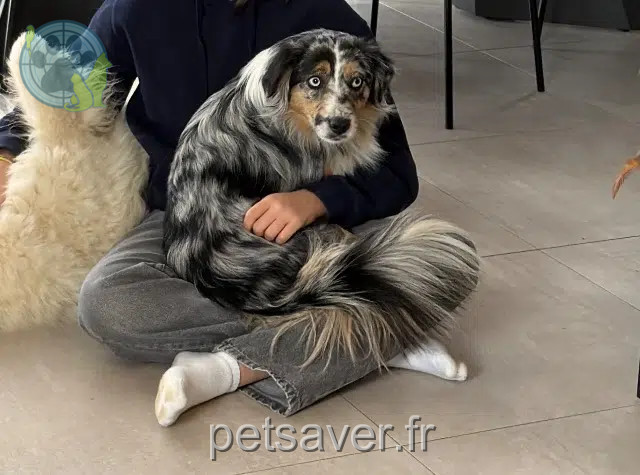chienne lost   39120 Les Essards-Taignevaux Valka