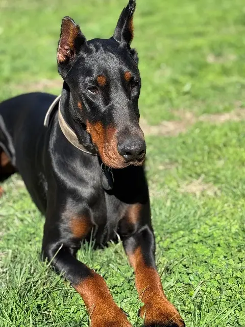 chienne lost   40420 Garein Harper