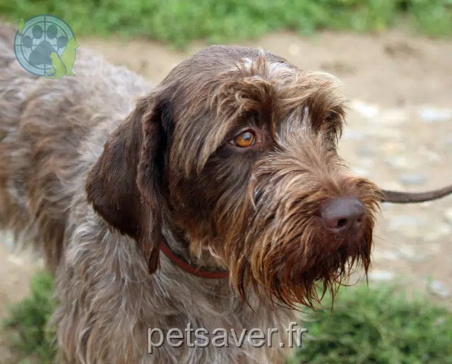 chienne lost   40230 Saubrigues Iyes