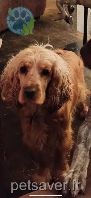chienne lost   40430 Callen Jenna