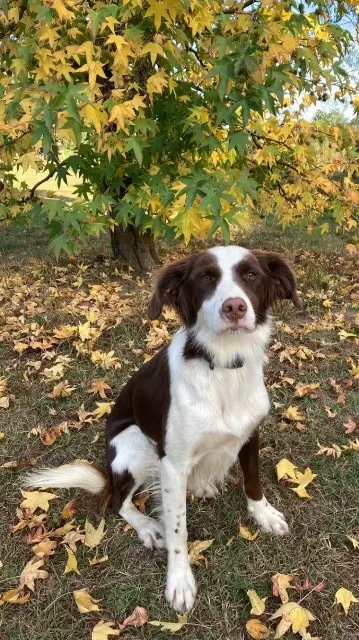 chienne lost   40180 Hinx Joy