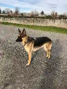 Chienne Perdue 40 Landes - Kelbi Chienne Perdue 40 Landes - Kelbi