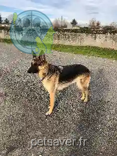 Chienne Perdue 40 Landes - Kelbi Chienne Perdue 40 Landes - Kelbi