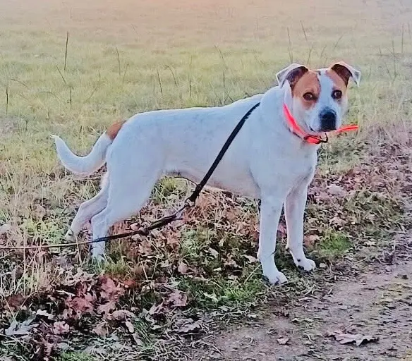 chienne lost   40110 Ousse-Suzan Lilo