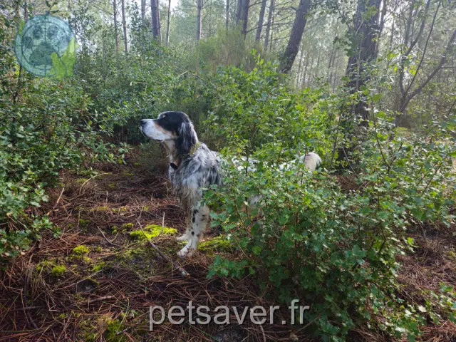 cagna lost 40700 Sainte-Colombe Louna