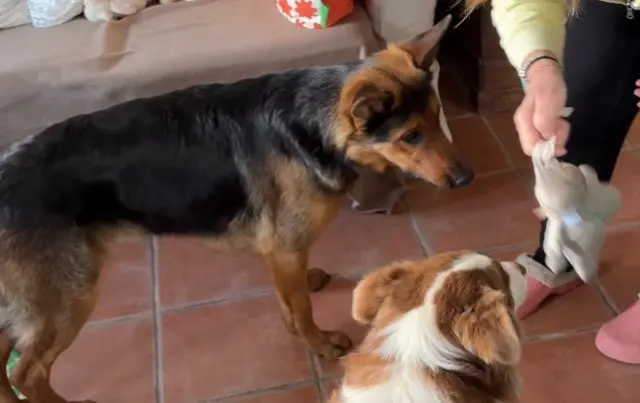 chienne lost   40300 Bélus Nala