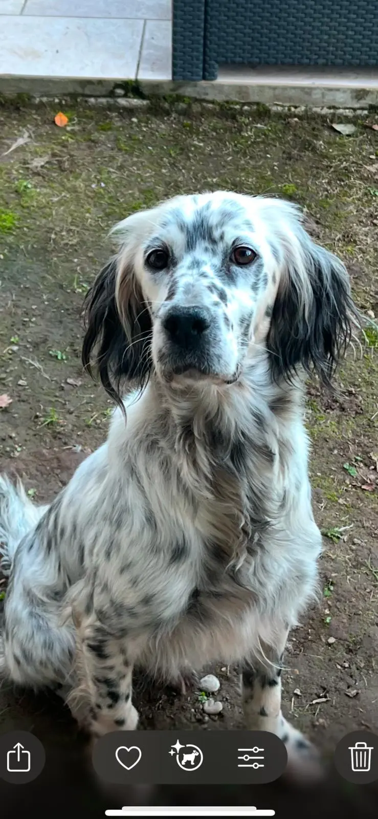 chienne lost   40230 Saubrigues NIKA
