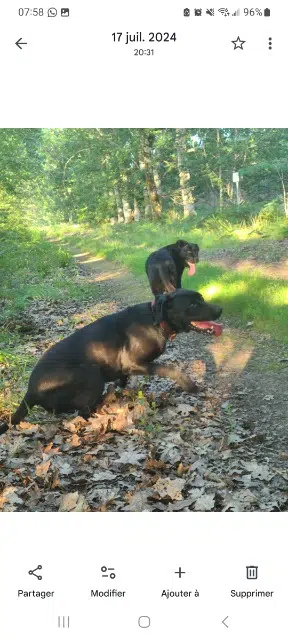 chienne lost   40210 Solférino Nola