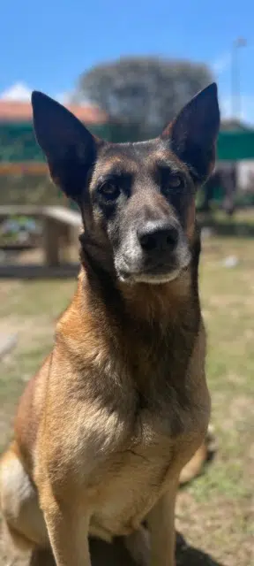 chienne lost   40090 Saint-Perdon Oasis