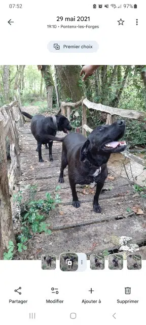 chienne lost   40210 Solférino Opale