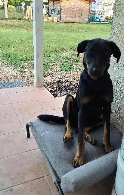 Chienne Perdue 40 Landes - Uzy Chienne Perdue 40 Landes - Uzy