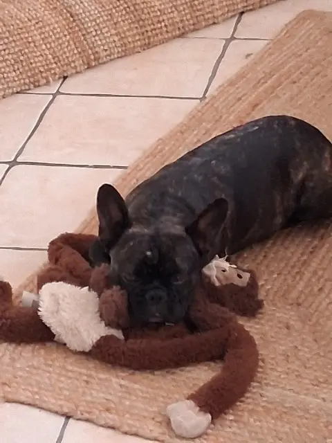 chienne lost   40600 Biscarrosse Violette