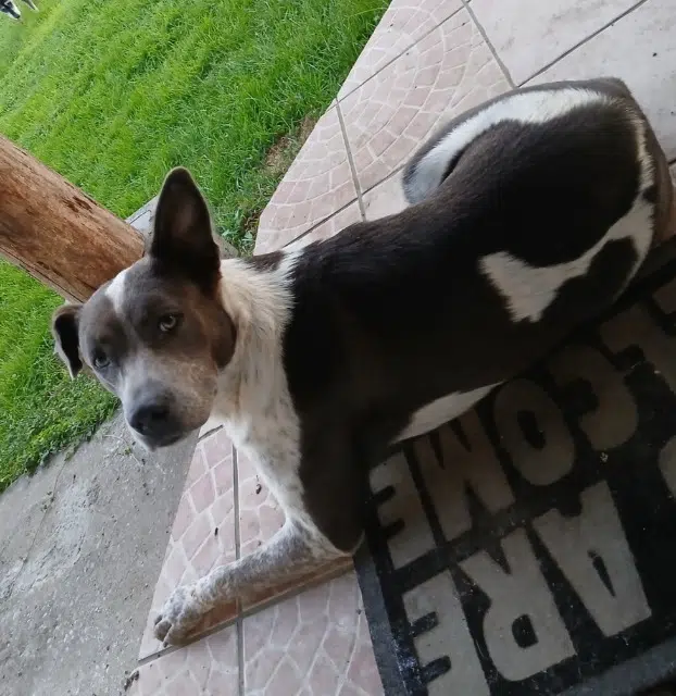 chienne lost   40310 Escalans Yumi