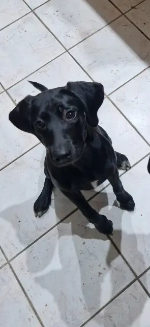 chienne lost   41350 Saint-Gervais-la-Forêt Alka