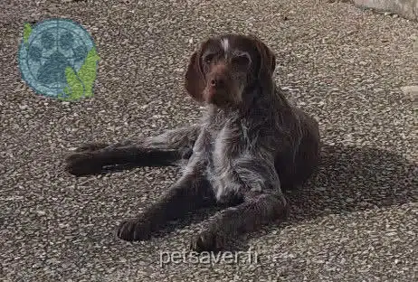 chienne lost Beauce la Romaine Lutèce