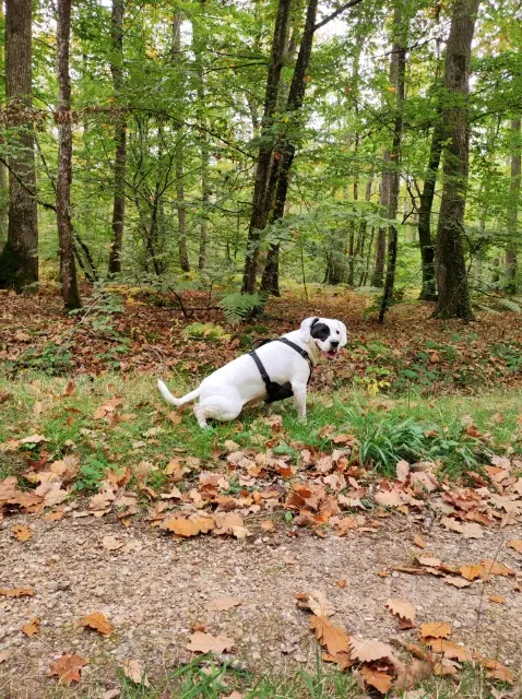 chienne lost   41250 Chambord Fripouille