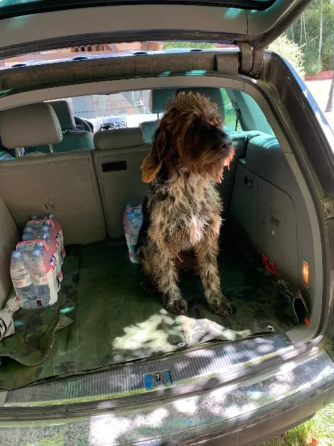 dog lost   41300 Salbris Helka