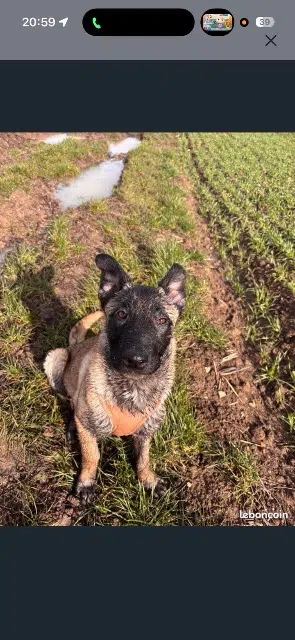 chienne lost   41230 Courmemin Joy