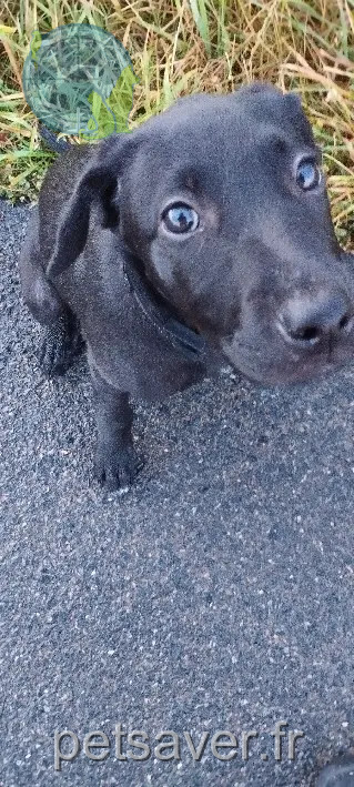 Chienne Perdue 41 Loir-et-Cher - Mira Chienne Perdue 41 Loir-et-Cher - Mira